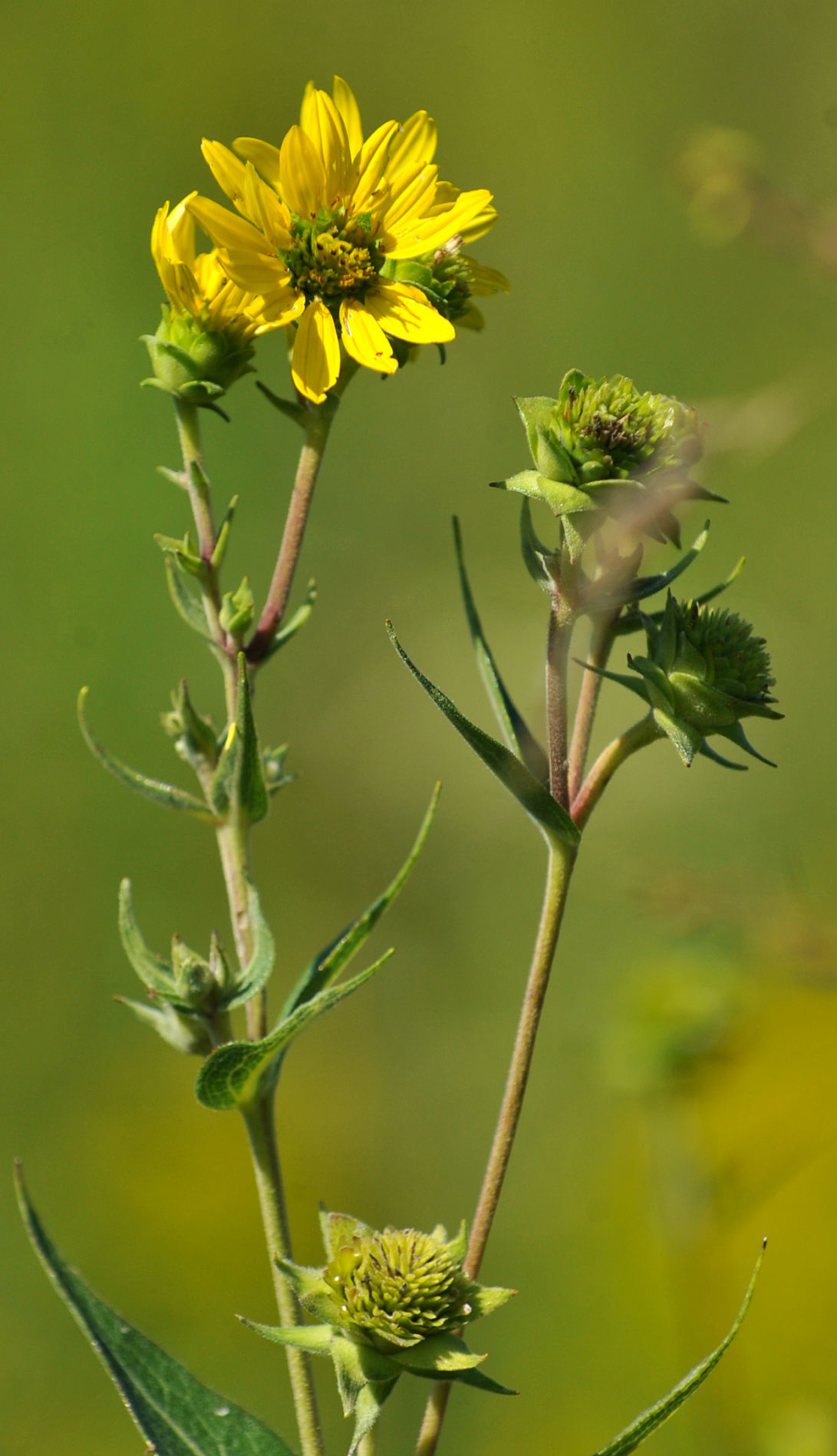 Davenport Fairmount Cemetery prairie